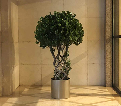 绿植租摆案例