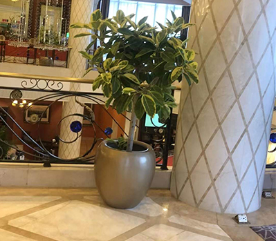 绿植租摆案例
